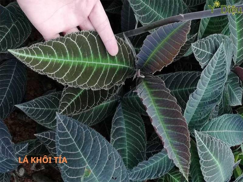 Lá Khôi Tía Và Tác Dụng Của Lá Khôi Tía Đối Với Dạ Dày